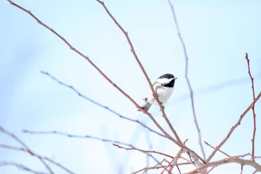Preview for Wildlife 