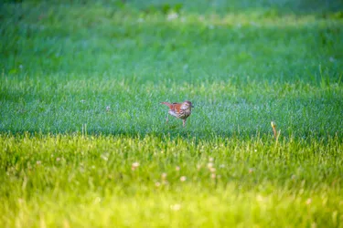 Preview for Wildlife 