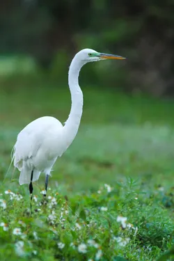 Preview for Wildlife 